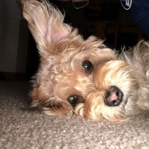 Meet your Posher, Estela